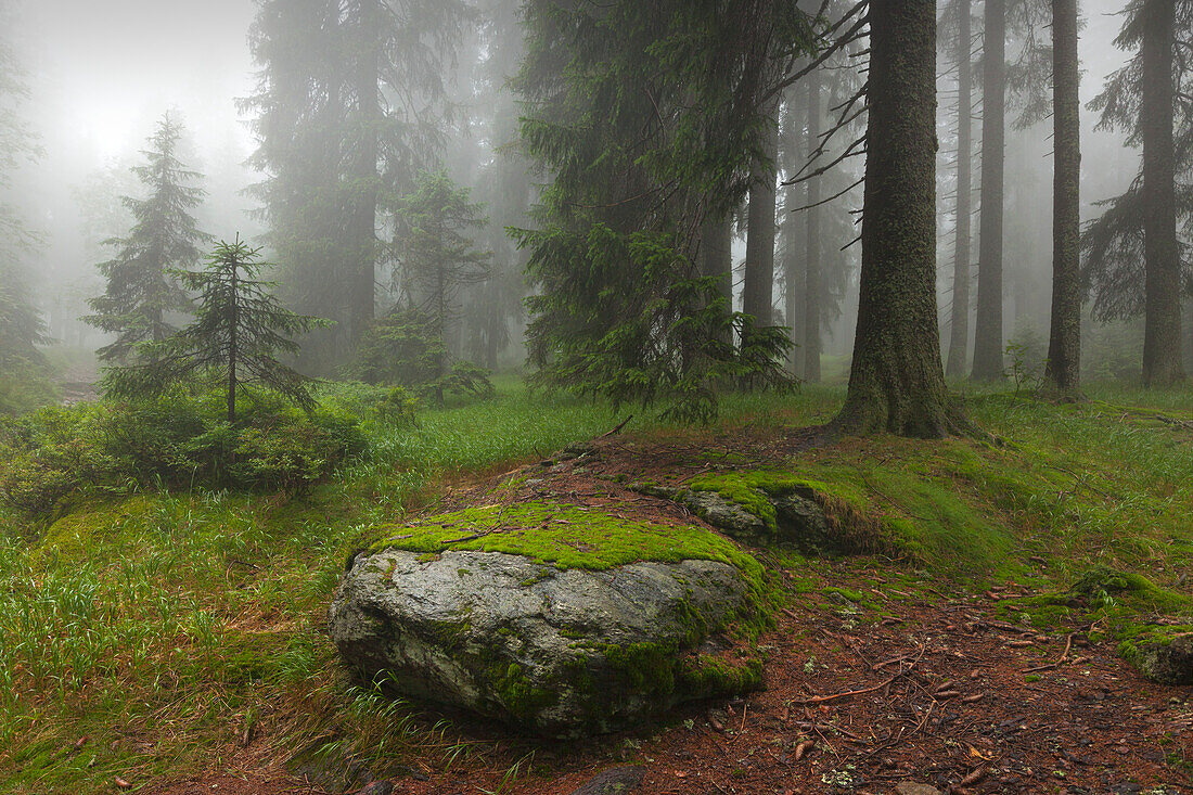 Nebel im Wald am Wanderweg zum Großen Falkenstein, Bayrischer Wald, Bayern, Deutschland