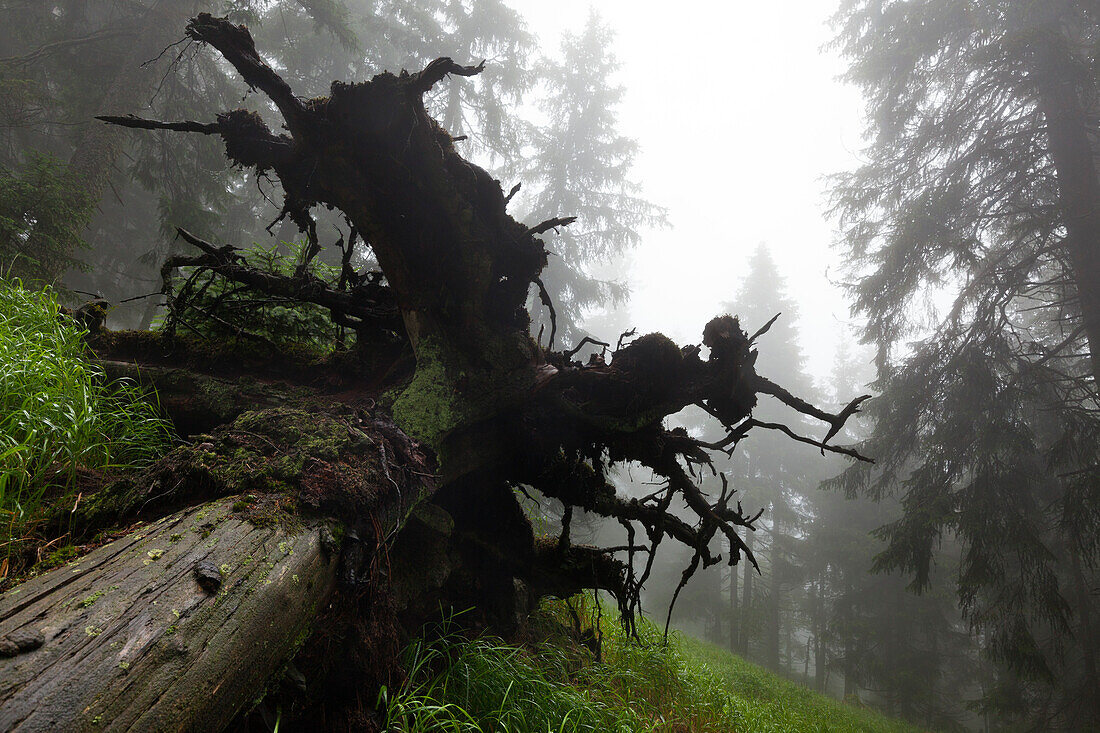 Roots of a fallen spruce, hiking path to Grosser Falkenstein, Bavarian Forest, Bavaria, Germany