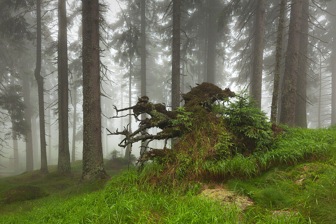 Wurzelwerk einer umgestürzten Fichte, Wanderweg zum Großen Falkenstein, Bayrischer Wald, Bayern, Deutschland