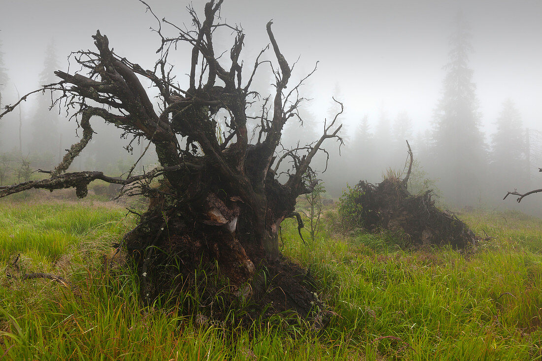 Wurzelwerk einer umgestürzten Fichte, Wanderweg zum Großen Falkenstein, Bayrischer Wald, Bayern, Deutschland