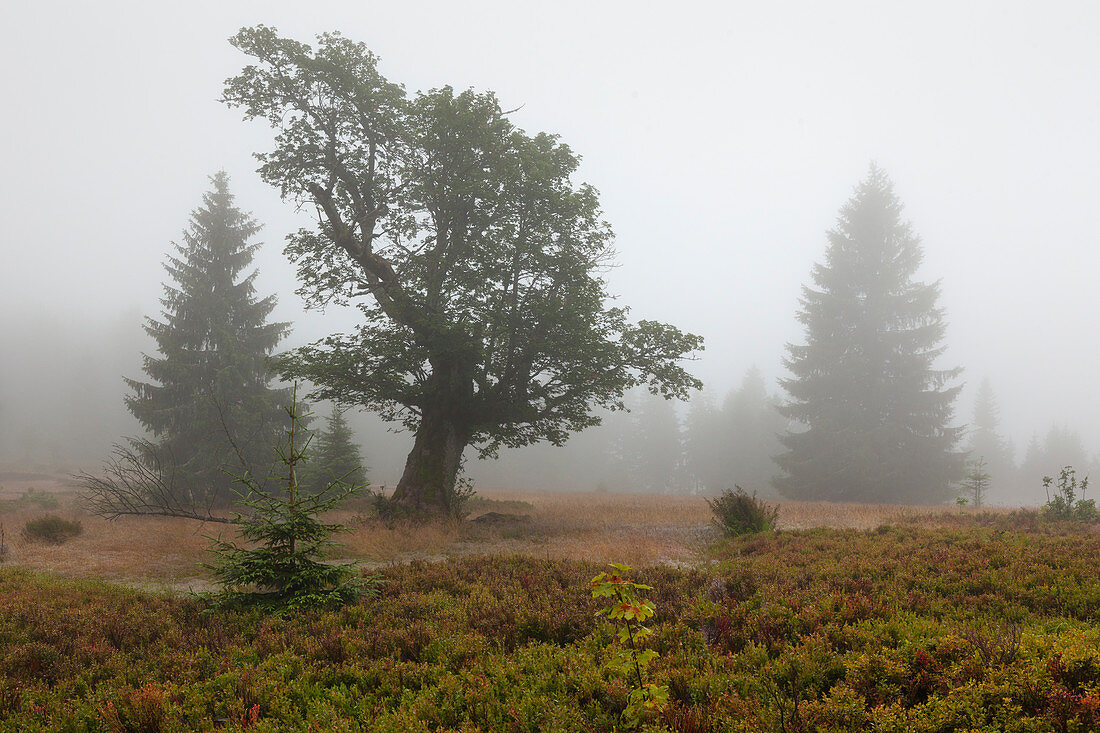 Alter Ahorn auf der Weidefläche des Ruckowitzschachtens, Nebel im Wald, Wanderweg zum Großen Falkenstein, Bayrischer Wald, Bayern, Deutschland