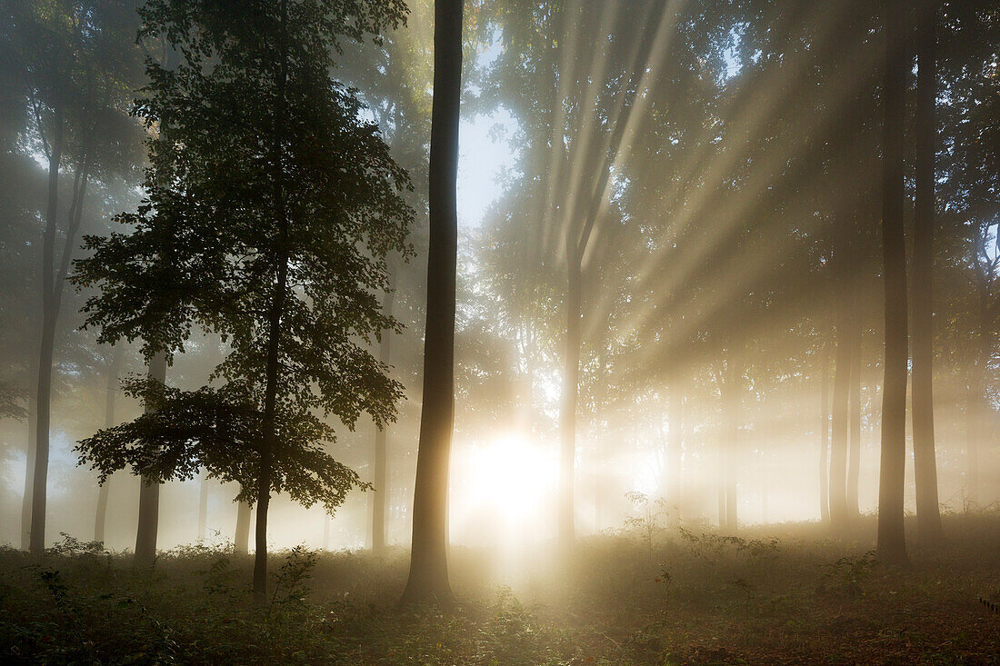 Morning mist in the woods at Laacher Kopf, near Maria Laach, Eifel, Rhineland-Palatinate, Germany