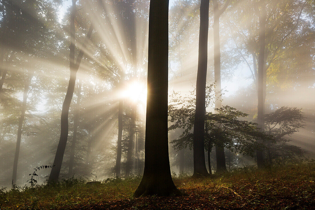 Morning mist in the woods at Laacher Kopf, near Maria Laach, Eifel, Rhineland-Palatinate, Germany