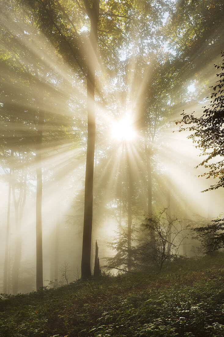 Morning mist in the woods at Laacher Kopf, near Maria Laach, Eifel, Rhineland-Palatinate, Germany