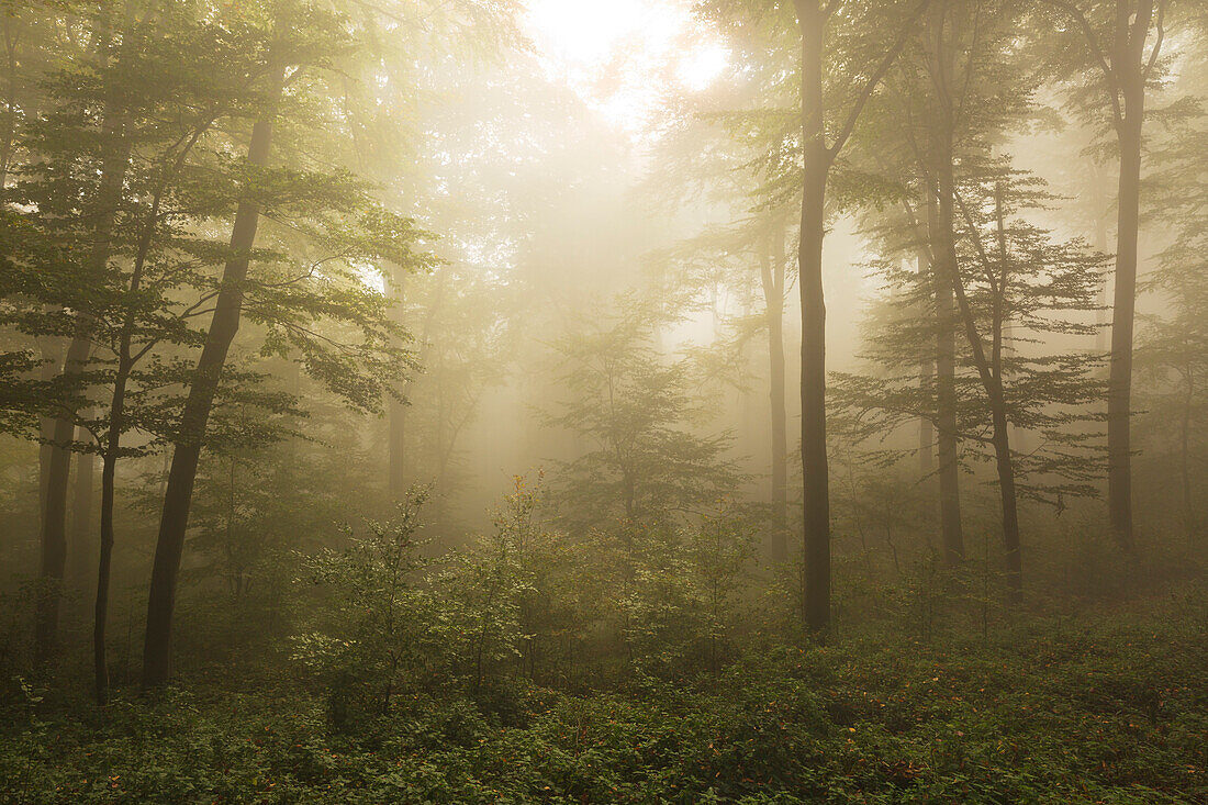 Morning mist in the woods at Laacher Kopf, near Maria Laach, Eifel, Rhineland-Palatinate, Germany