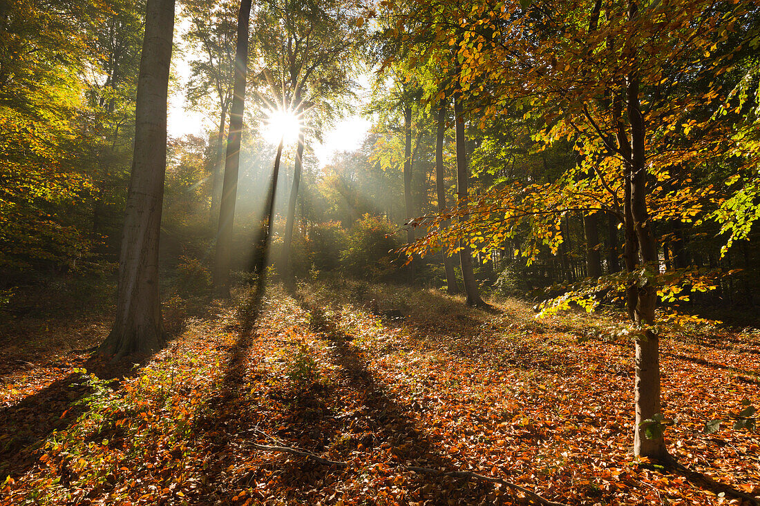 Morning mist in the woods at Laacher Kopf, near Maria Laach, Eifel, Rhineland-Palatinate, Germany