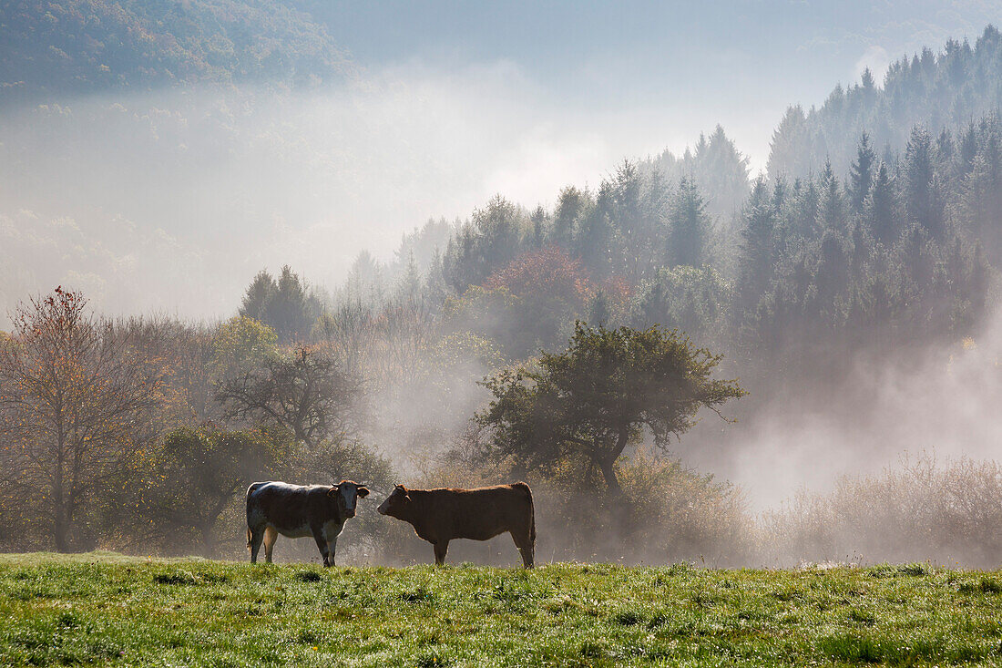 Kühe auf der Weide im Morgennebel, bei Lind, Eifel, Rheinland-Pfalz, Deutschland