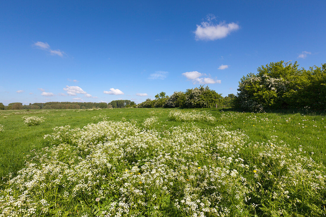 Meadow on Bislicher Insel, near Xanten, Lower Rhine, North-Rhine Westphalia, Germany