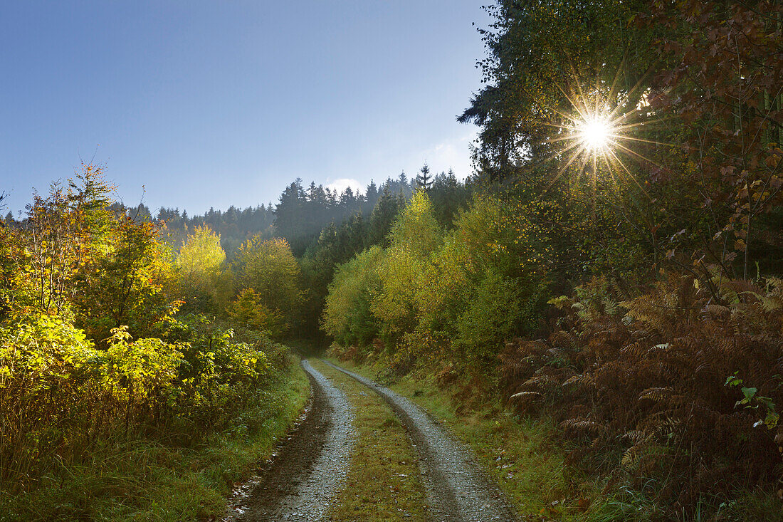 Wanderweg im Herbstwald, bei Olsberg, Rothaarsteig, Rothaargebirge, Sauerland, Nordrhein-Westfalen, Deutschland