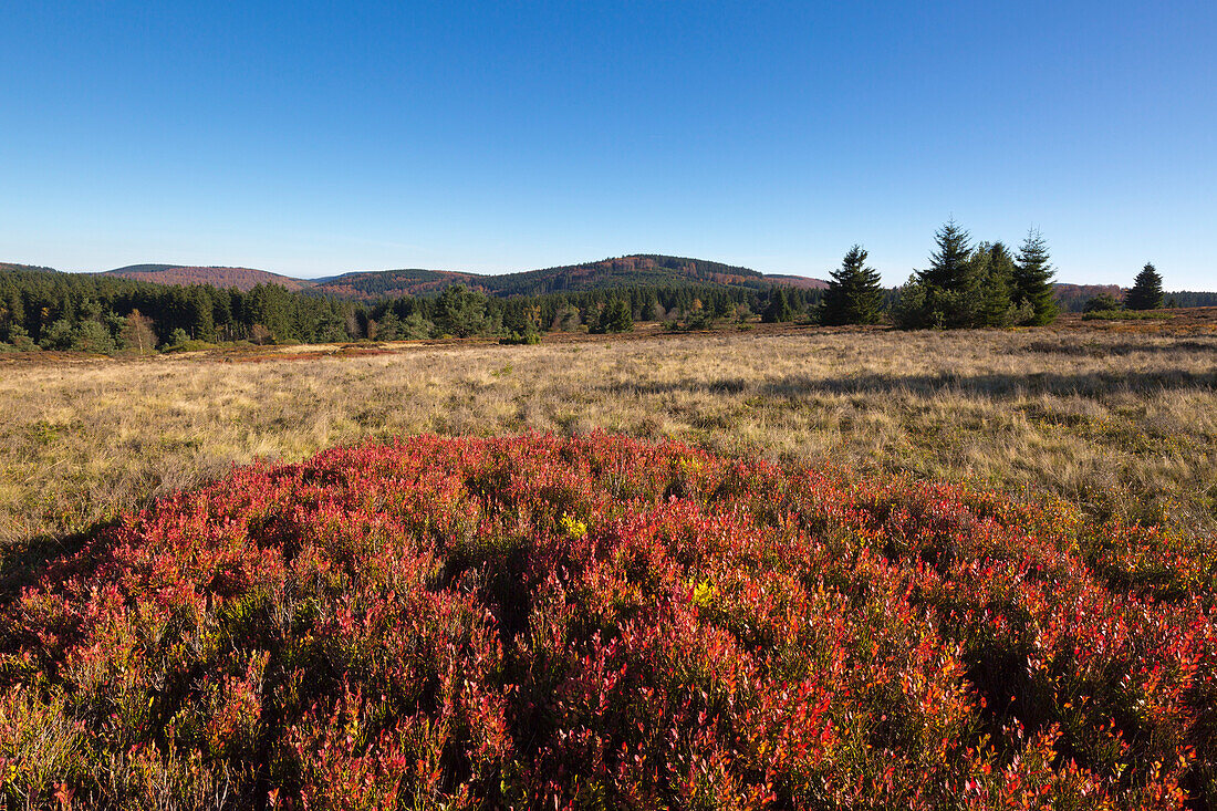 Hochheide, bei Niedersfeld, Rothaarsteig, Rothaargebirge, Sauerland, Nordrhein-Westfalen, Deutschland