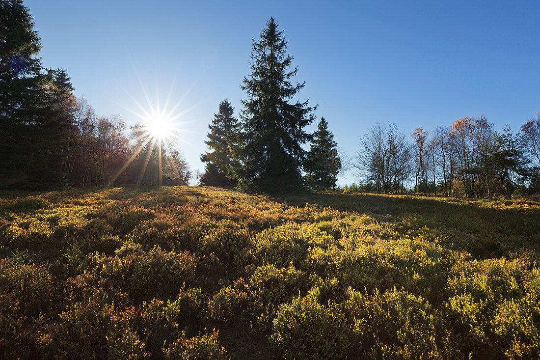 Hochheide, bei Niedersfeld, Rothaarsteig, Rothaargebirge, Sauerland, Nordrhein-Westfalen, Deutschland