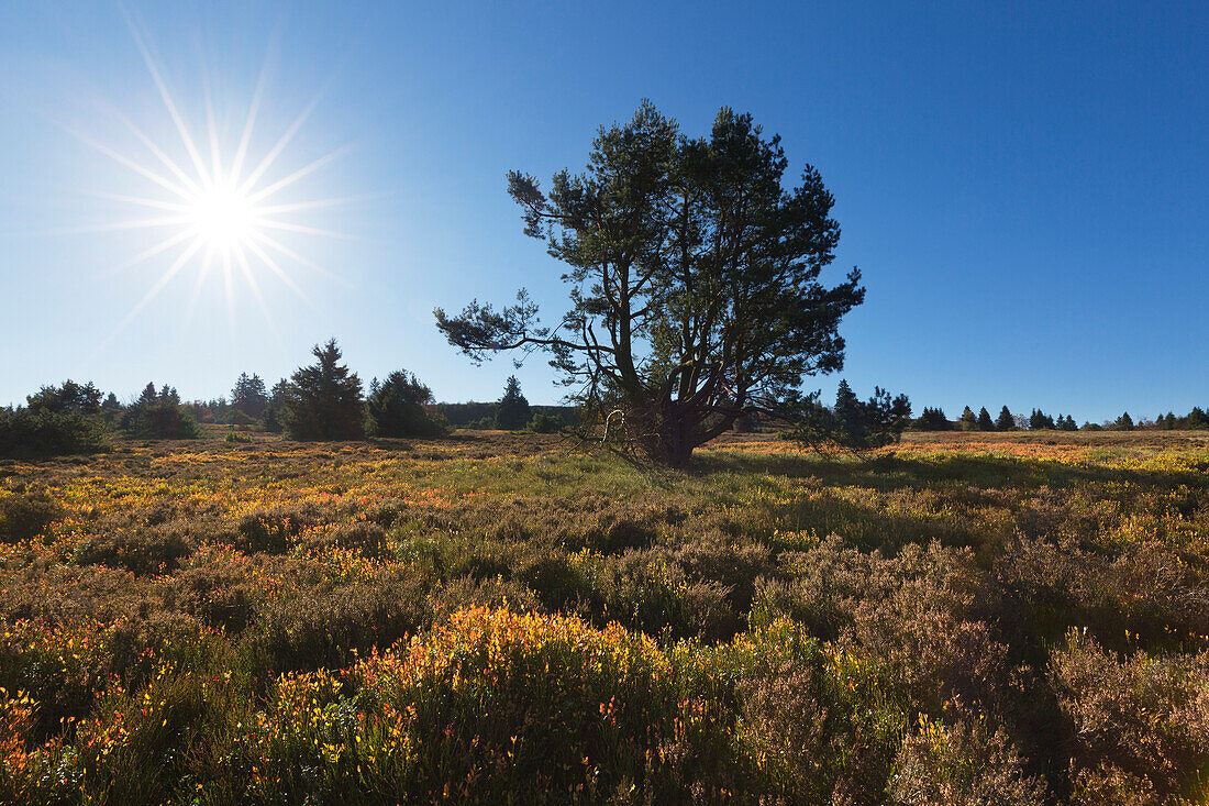 Hochheide, bei Niedersfeld, Rothaarsteig, Rothaargebirge, Sauerland, Nordrhein-Westfalen, Deutschland