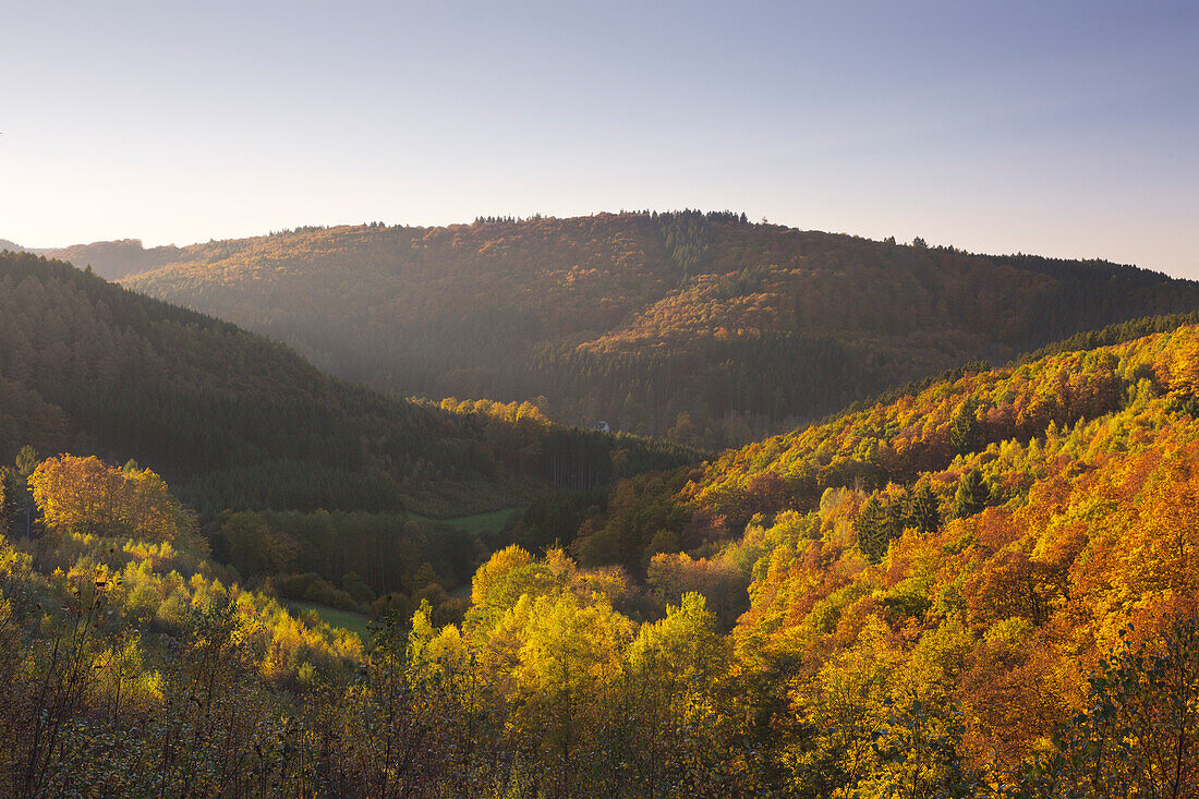 Forest in autumn, near Lennestadt, Rothaarsteig hiking trail, Rothaar mountains, Sauerland, North Rhine-Westphalia, Germany
