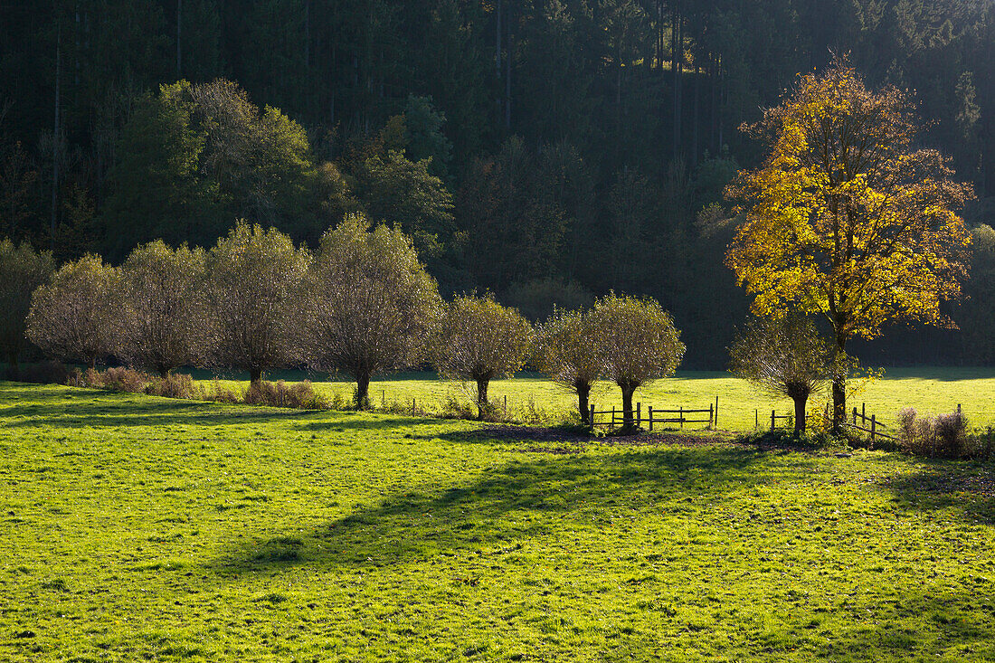 Willows, near Schmallenberg, Rothaar mountains, Sauerland, North Rhine-Westphalia, Germany