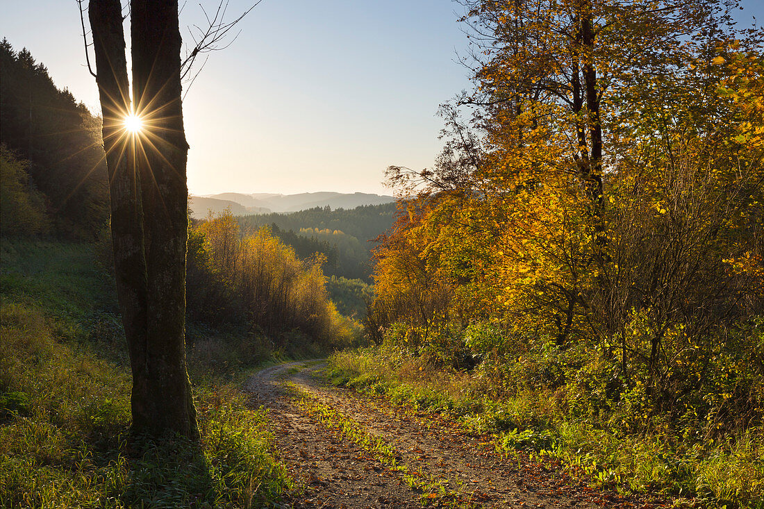 Forest in autumn, near Lennestadt, Rothaarsteig hiking trail, Rothaar mountains, Sauerland, North Rhine-Westphalia, Germany