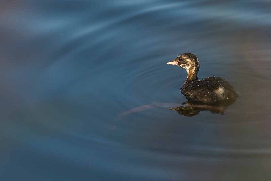 Ducks, bird, ducklings in the sunlight on the lake, pond landscape, Linum, Linumer Bruch, Brandenburg, Germany