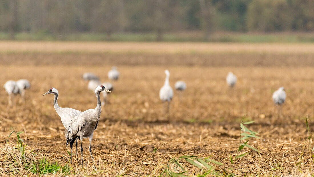 Cranes, Young cranes, Arable land, Fields, Corn, Corn field, Crane family, bird, Autumn, Birds of Luck, Linum, Linumer Bruch, Brandenburg, Germany