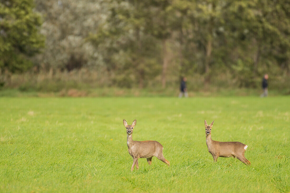 Deer, Fawn, Camouflage, Wild, Deer, Watching, Wildlife, Hide, Arable, Linum, Linumer Bruch, Brandenburg, Germany