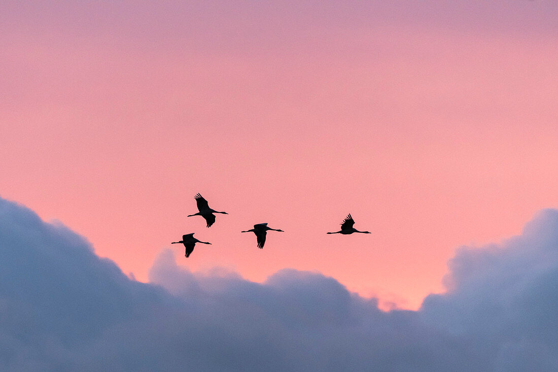 Bird migration in front of cloud formation, crane walk, birds of luck, cranes in the evening sky, sunset, evening sun, birds, flight study, bird silhouette, Linum, Linumer Bruch, Brandenburg, Germany