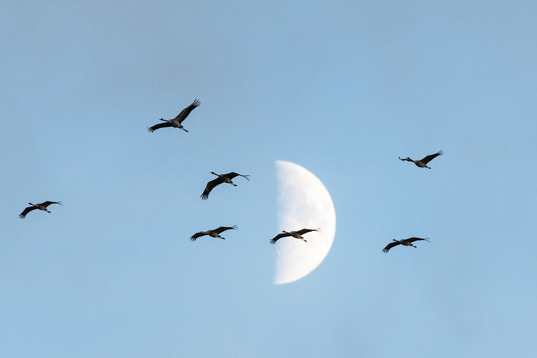 Flying cranes in front of the moon, sunset, crane family, birds of luck, bird migration, flight study, bird silhouettes, bird watching, crane watching, Linum, Linumer Bruch, Brandenburg, Germany
