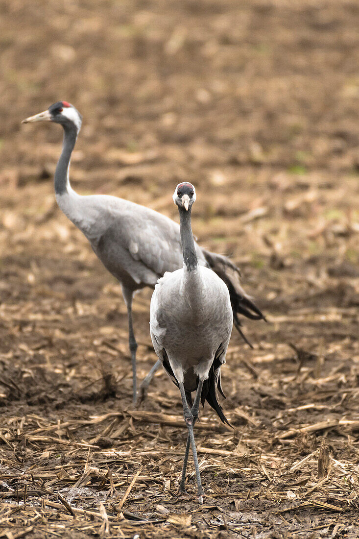 Kraniche, Vögel des Glücks, Zugvogel, Vogelzug, Fliegende Kraniche, Herbst, Ackerfläche, Maisfeld, Kranichfamilie, Rastplatz  Linum, Linumer Bruch, Brandenburg, Deutschland