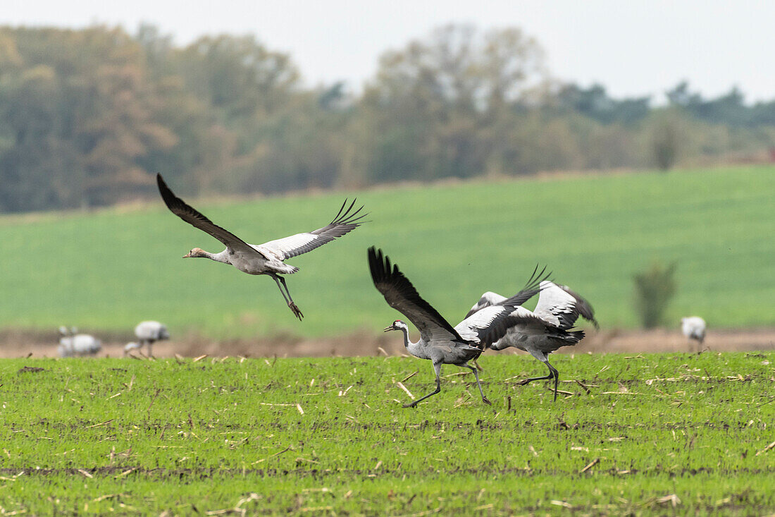 Flight study starting cranes, birds of luck, birds, flying cranes, autumn, arable land, corn field, crane family, Linum, Linumer Bruch, Brandenburg, Germany