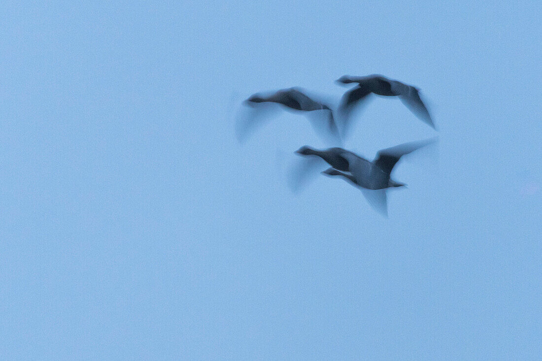 Long exposure flight study Greylag geese at dawn, Geese in the sky, Birds, Rest area, Bird migration, Geese, Canada Geese, Linum, Linumer Bruch, Brandenburg, Germany