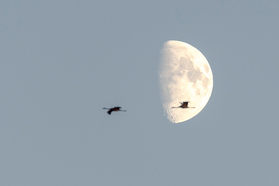 Flying cranes in front of the moon, sunset, crane family, birds of luck, birds, flight study, bird silhouettes, bird watching, crane watching, Linum, Linumer Bruch, Brandenburg, Germany