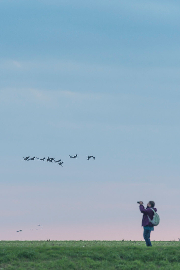 Birdwatching, tourists, migratory birds observation, gray geese and cranes, bird watching at sunset, mass start, autumn, Linum, Linumer Bruch, Brandenburg, Germany