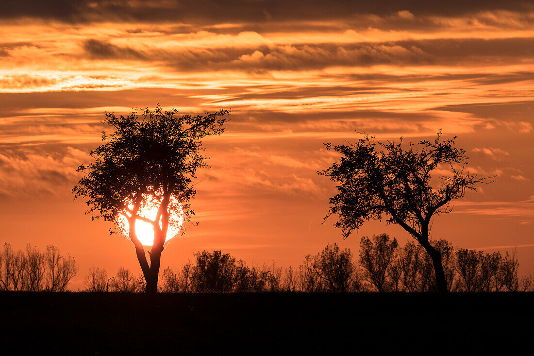 Sonnenuntergang vor Baum-Silhouette, Apfelbäume, Roter Himmel, Herbsthimmel, Wolkenformation, Linum, Linumer Bruch, Brandenburg, Deutschland