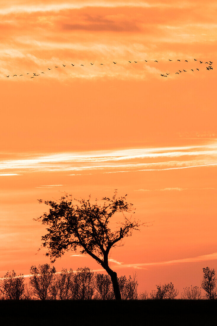 Sunset in front of tree silhouette, apple trees, red sky, autumn sky, cloud formation, bird formation  in front of sunset, cranes and greylag geese, Linum, Linumer Bruch, Brandenburg, Germany
