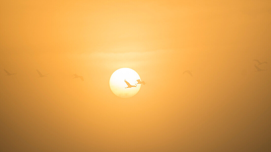 Cranes silhouette in front of sunset, red sky, autumn sky, cloud formation, bird formation in front of sunset, cranes and greylag geese, Linum, Linumer Bruch, Brandenburg, Germany