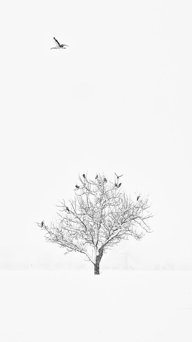 Störche fliegen durch den Schneesturm, Dießen, Bayern, Deutschland