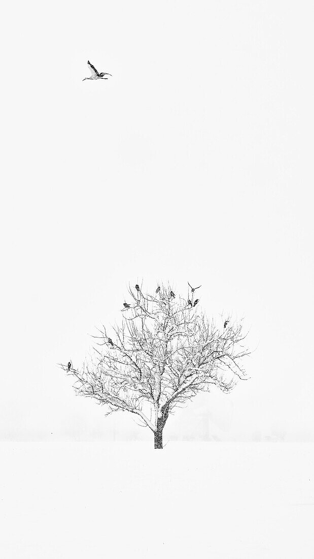 Storcks are flying in a snowstorm, Dießen, Bavaria, Germany