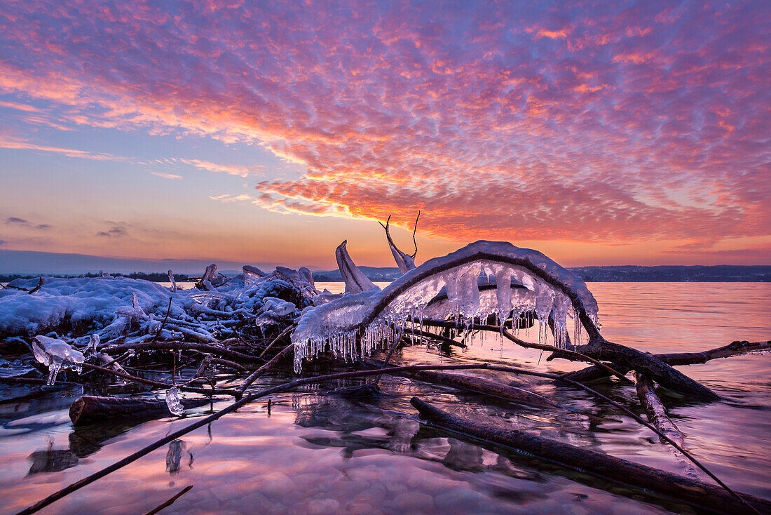 icicles on a branch at the shore of lake Ammersee, Bavaria, Germany