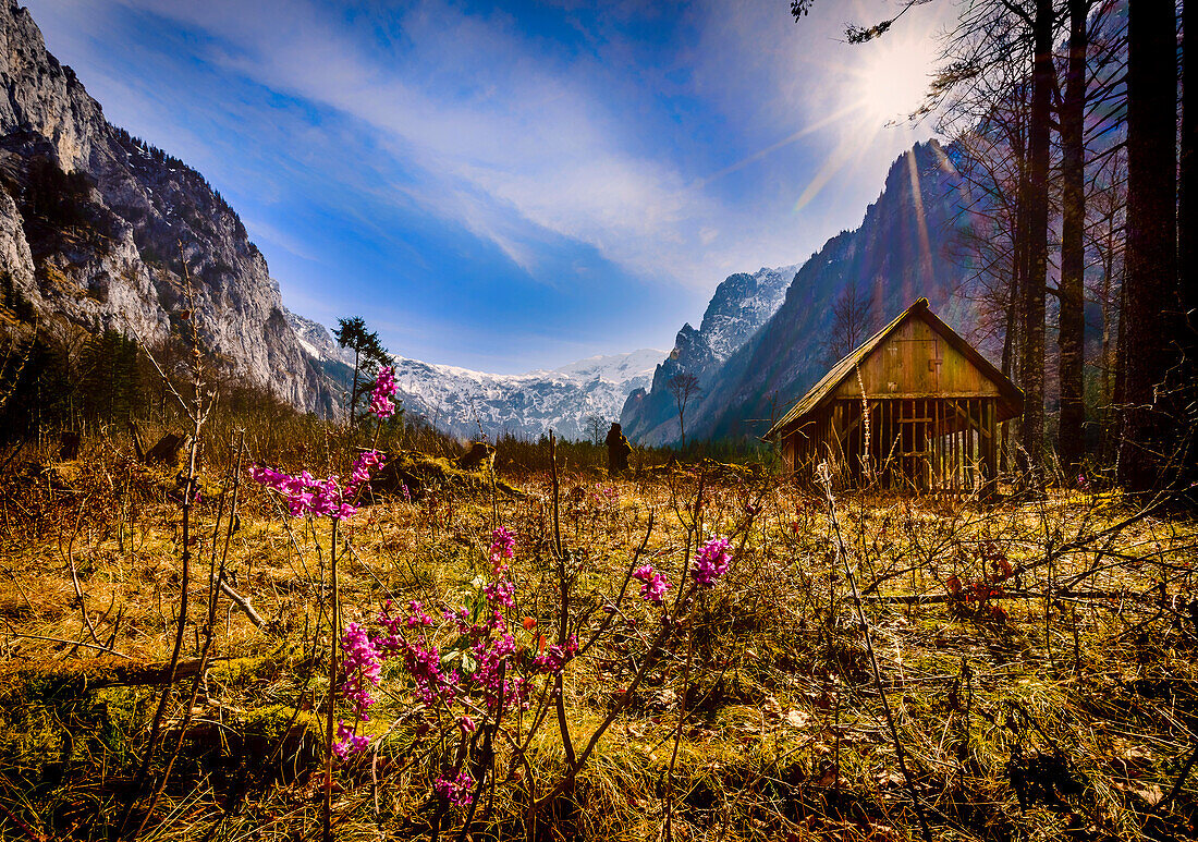 mountain meadow in Brunntal valley, Wildalpen, Carinthia, Austria