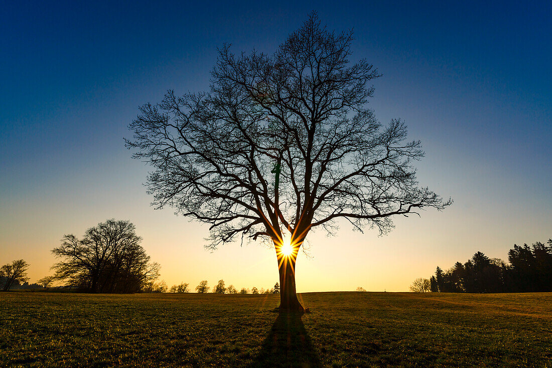 Tiefe Sonne hinter einem kargen Baum in Bayern, Deutschland