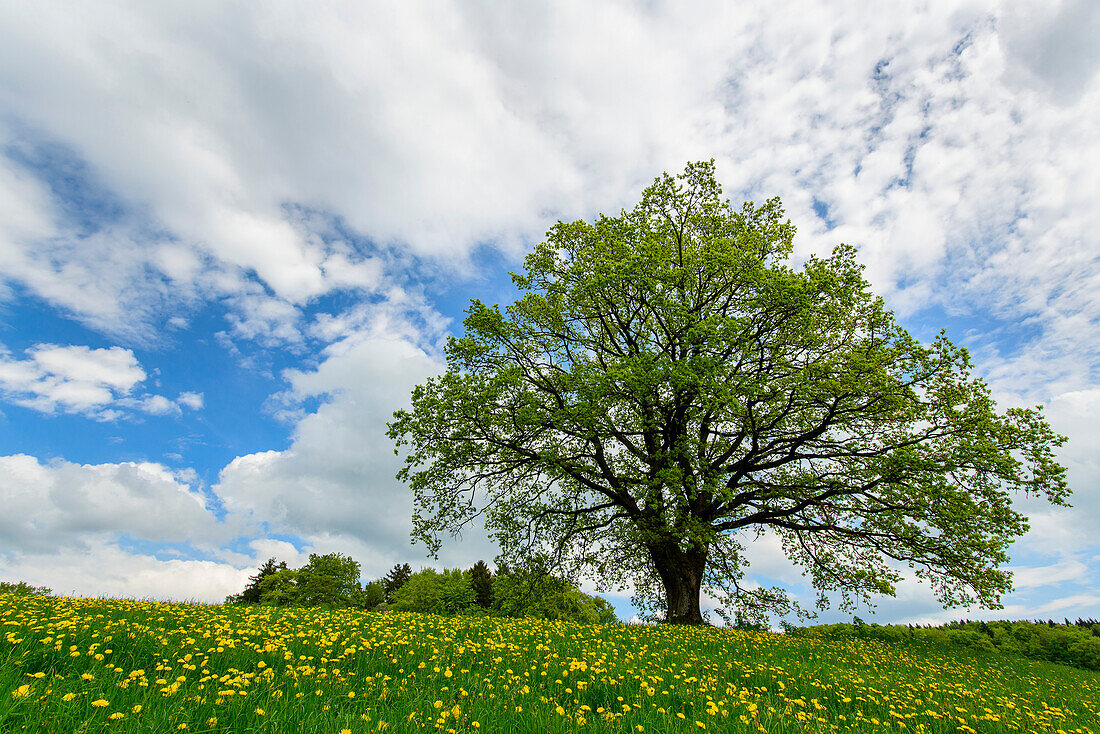 huge tree growing on a blooming meadow, Bavaria, Germany
