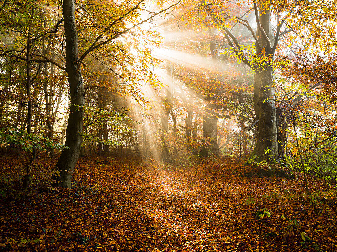 Sonnenstrahlen durchbrechen den Nebel im farbenfrohen Herbstwald bei Herrsching, Bayern, Deutschland