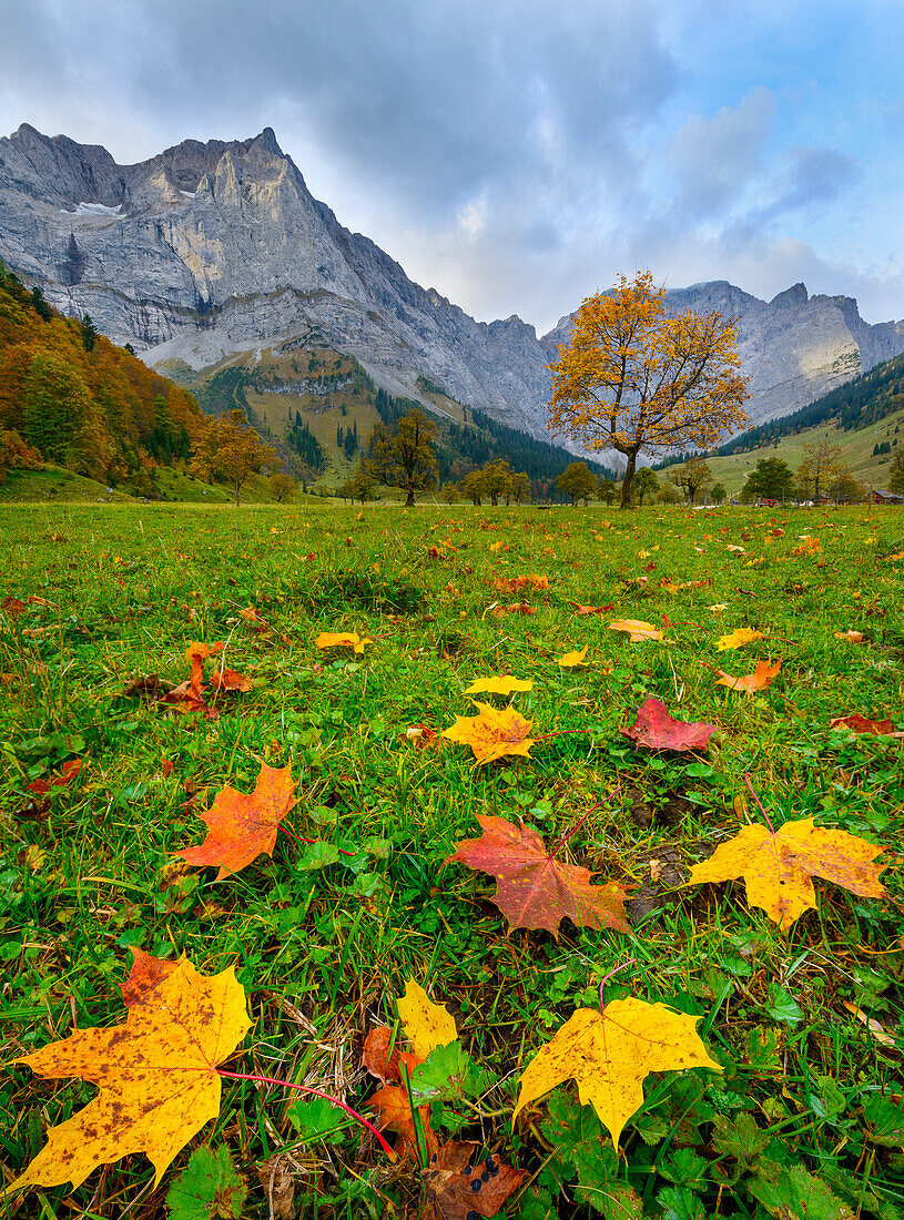 Bunte Ahornblätter in Herbstfärbung im Ahornboden, Tirol, Österreich