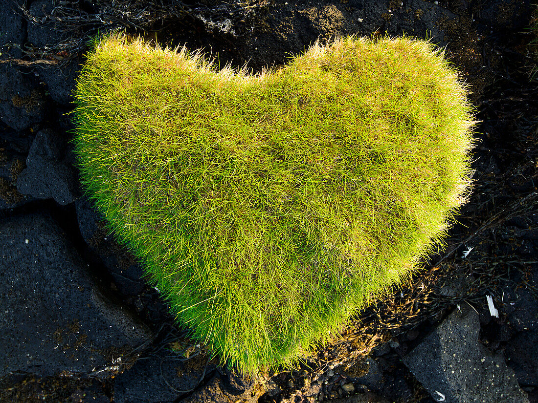 heart of gras between black rocks of lava, southcoast of iceland