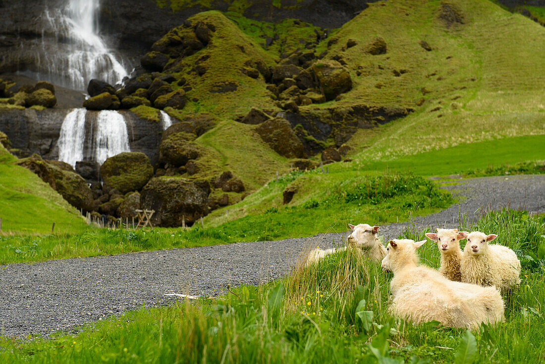 Isländische Schaafe grasen vor einem Wasserfall im Süden von Island