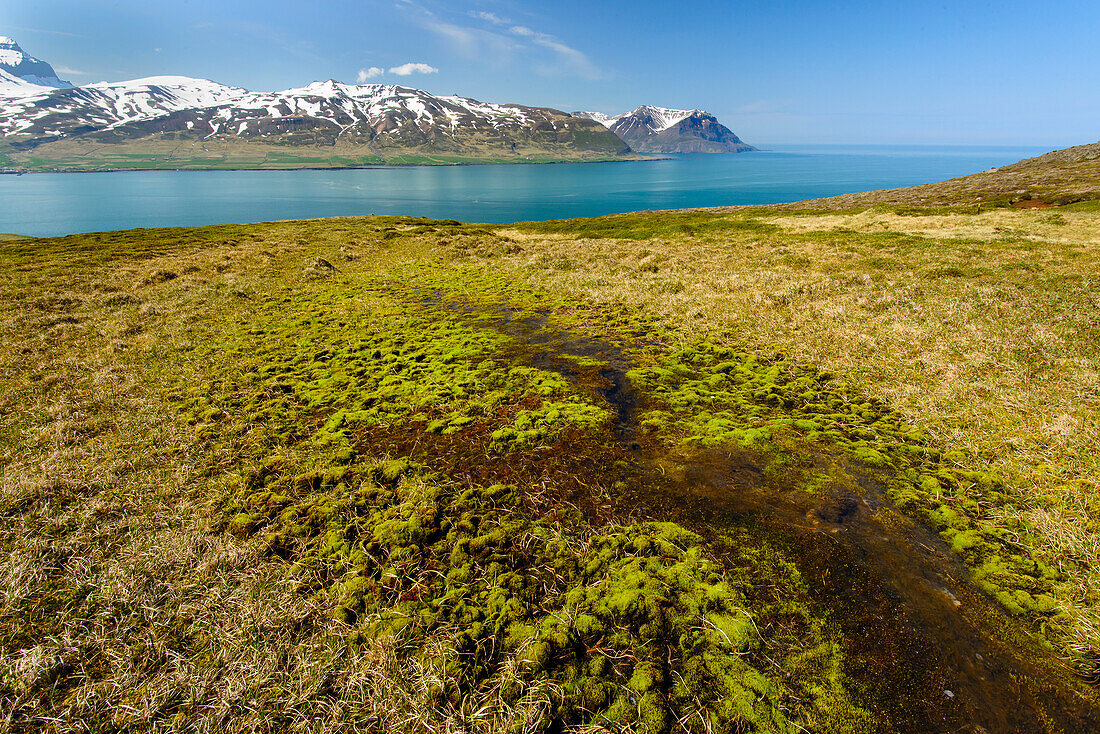 Leuchtend grünes Moos an den Ostfjorden, Island
