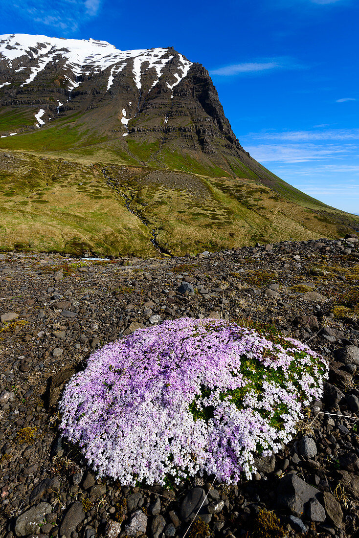 Blühendes Leimkraut am Fusse der Berge der Ostfjorde, Island