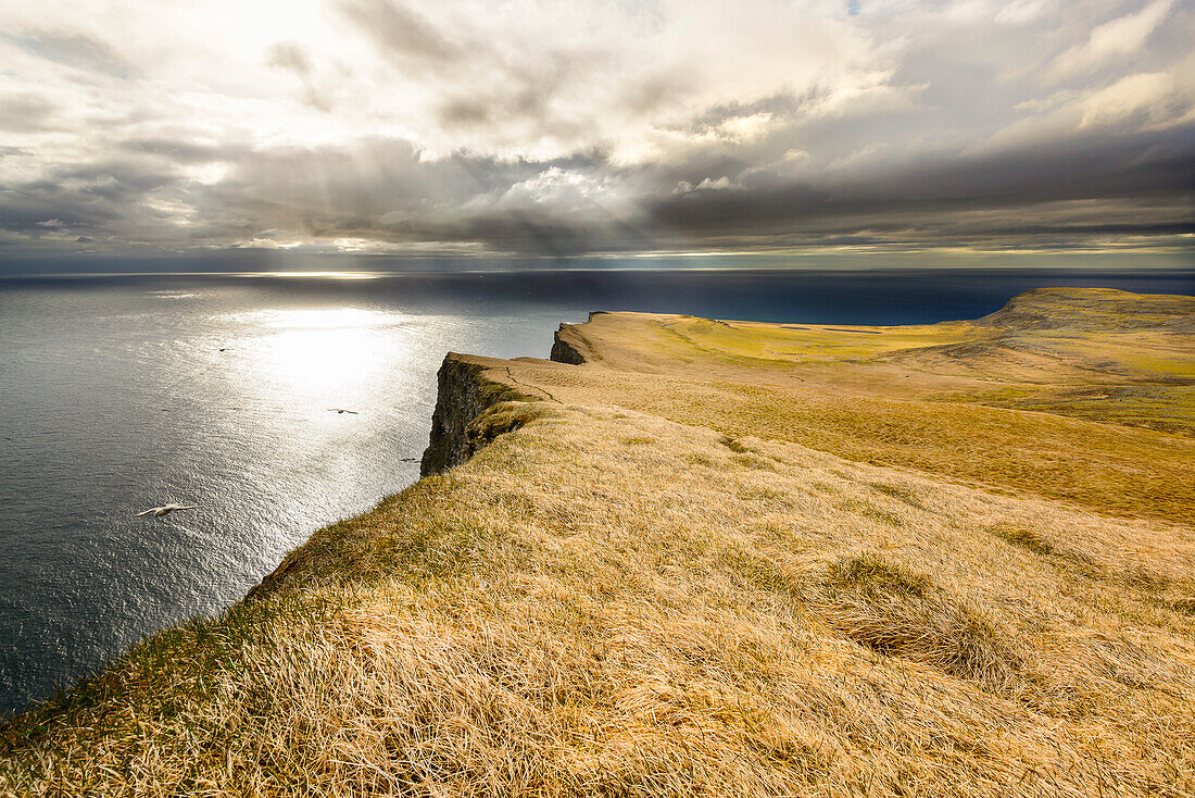 Möwen segeln and den steilen Klippen der Westfjorde, Island