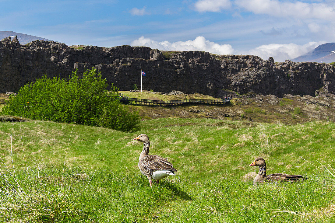geese in front of the famouse grave breach Þingvellir, east of Reykjavik, Iceland