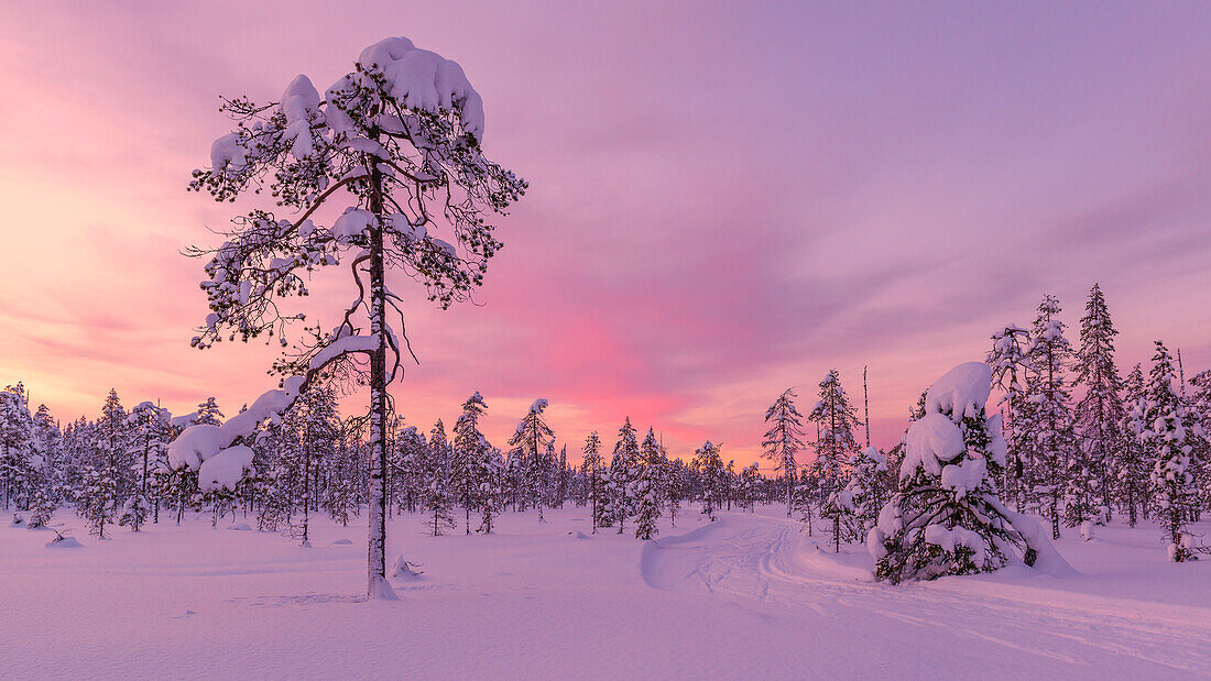 Pink farbener Sonnenuntergang über den Loipen von Luosto, Pyhä-Luosto Nationalpark, finnisch Lappland