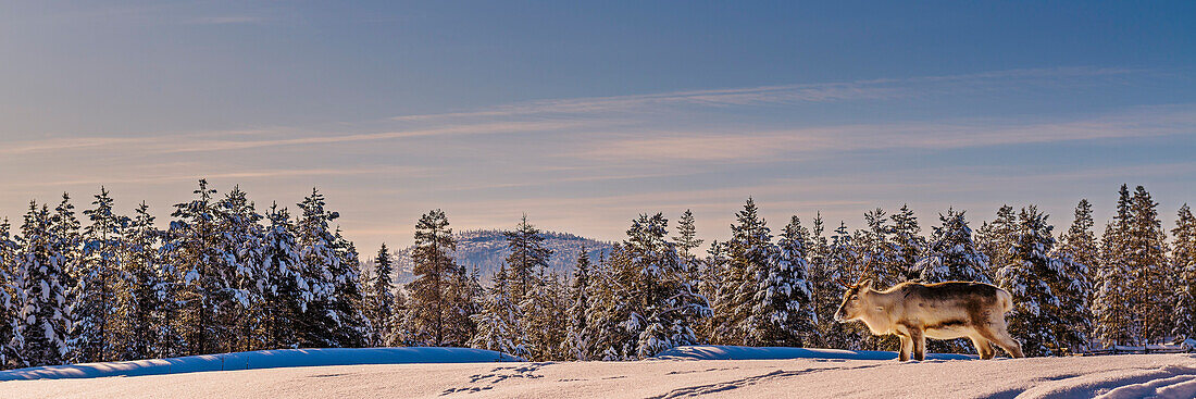 Rentier im Pyhä-Luosto National Park, Finnland