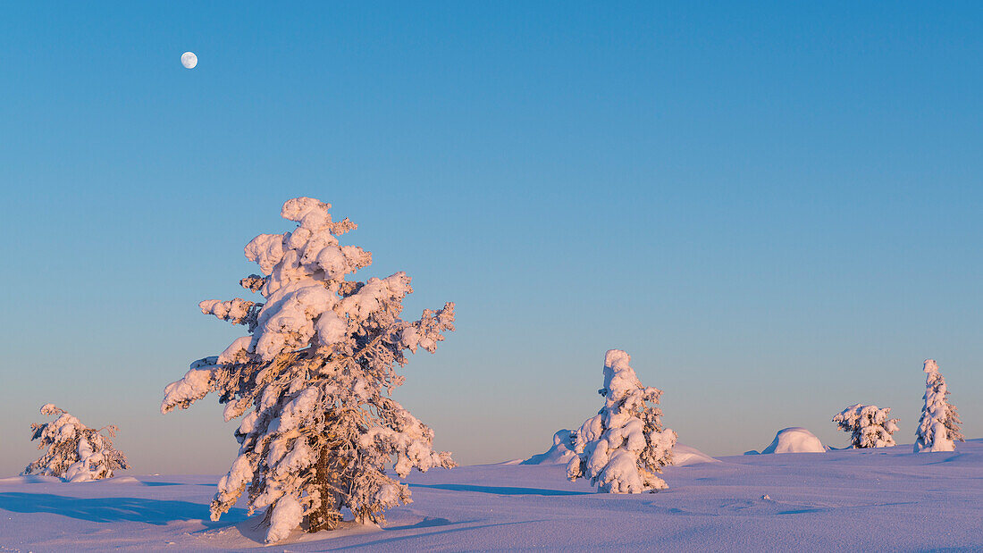 Der Mond und  warmes Licht auf dem verschneiten Hochplatteau über Luosto, finnisch Lappland