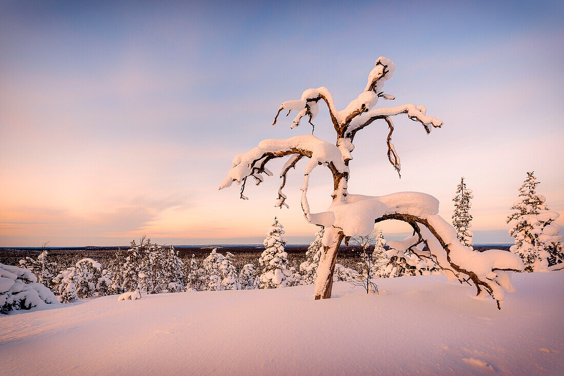 Tief verschneiter Baum auf einem Hügel im Pyhä-Luosto Nationalpark, finnisch Lappland